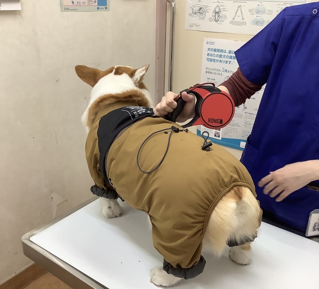 72AE2DCD-838B-4AF5-A64A-808EBF95C5E0.jpeg