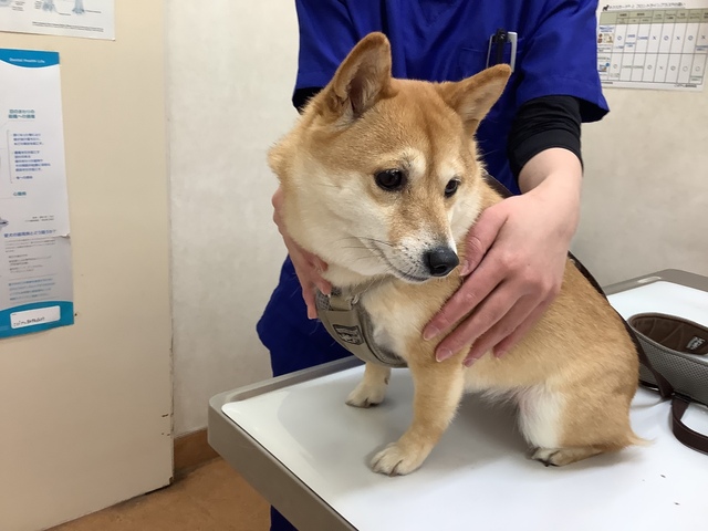 9930275F-74DD-4151-95BA-338F6E0CADAD.jpeg